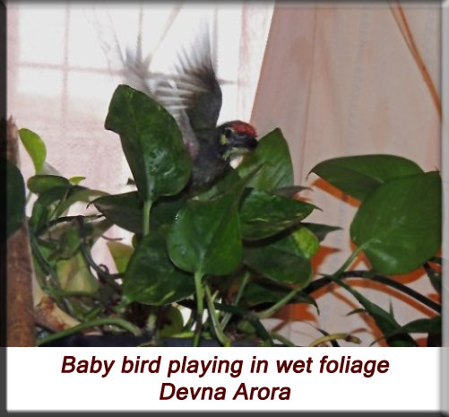Devna Arora - Playing in wet foliage